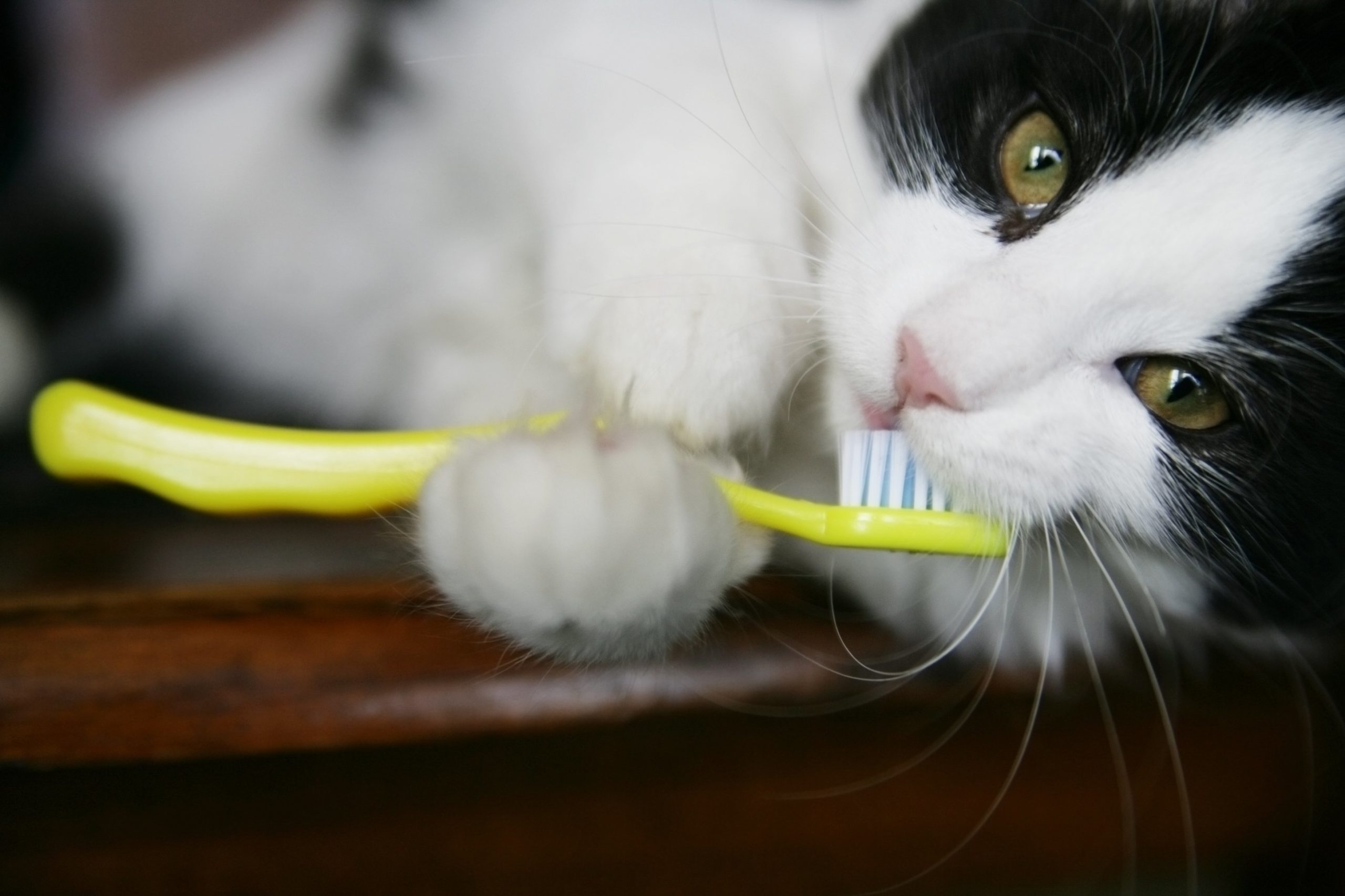 Cat with toothbrush