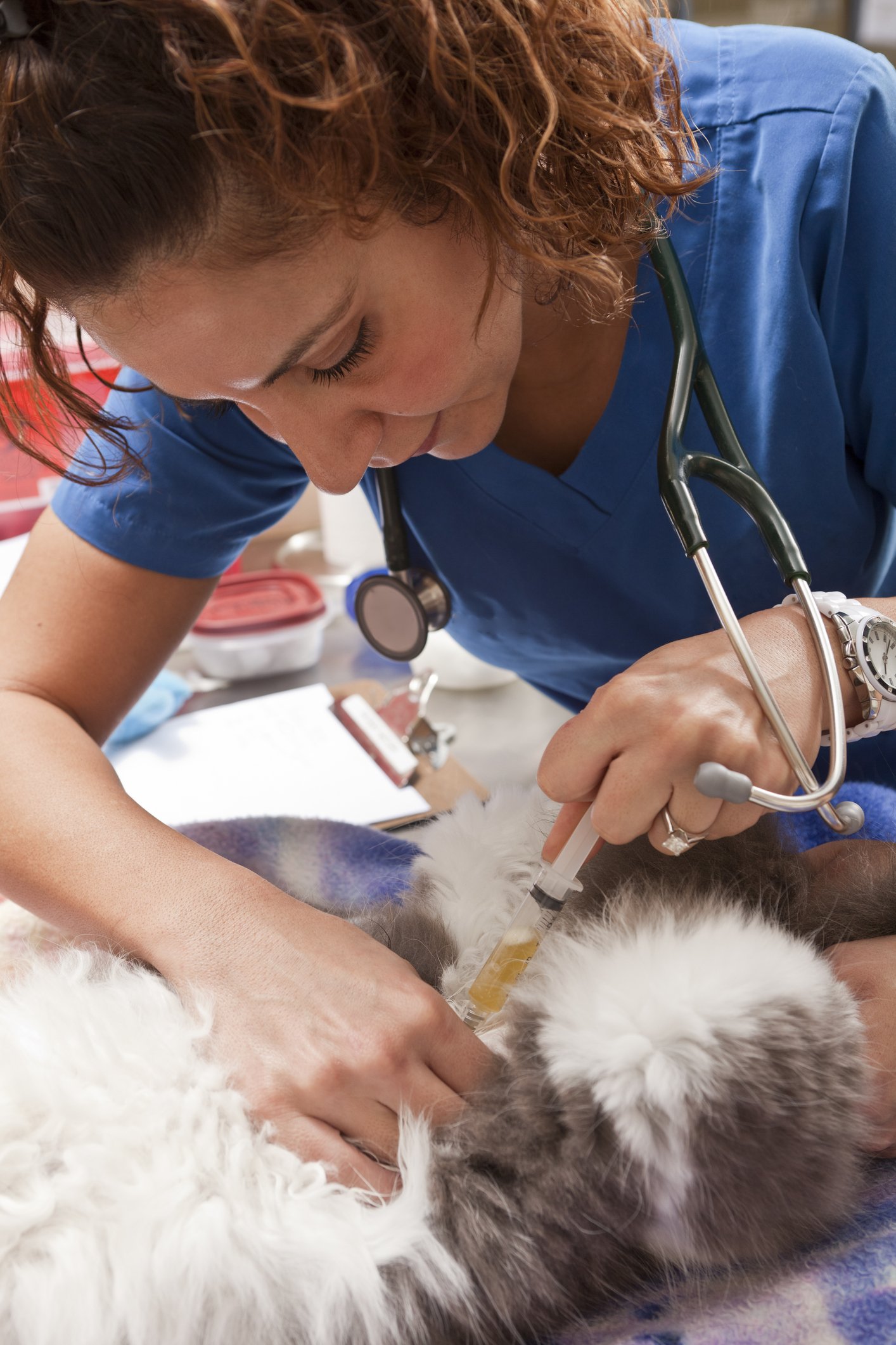 veterinarian and cat