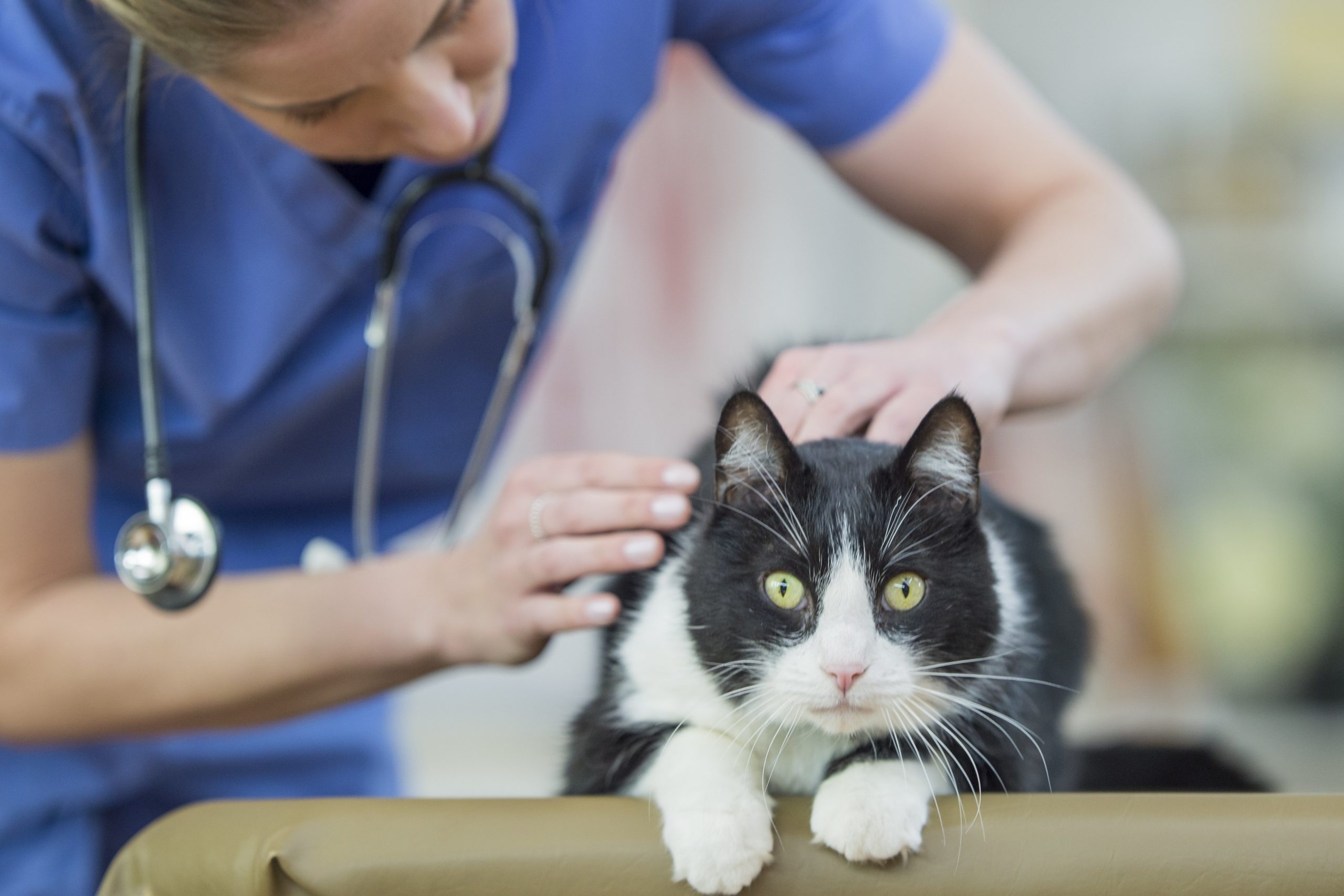 cat hypertension