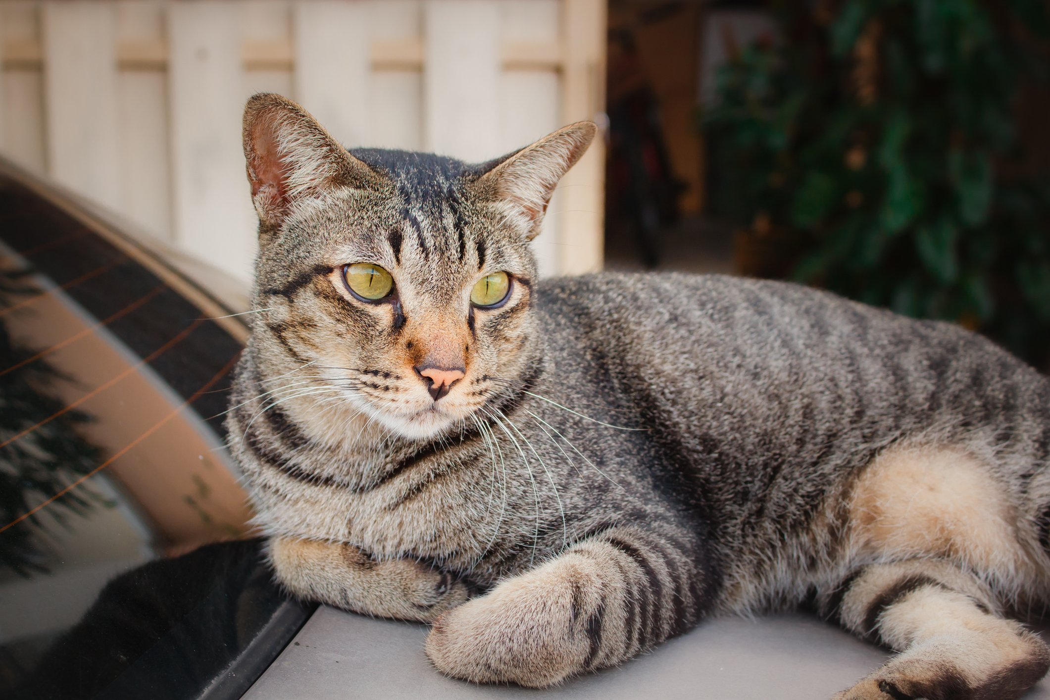 what-color-is-your-cat-tufts-catnip