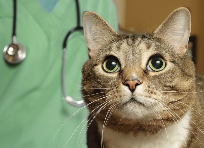 Dear Doctor Cat With a Heart Murmur Tufts Catnip