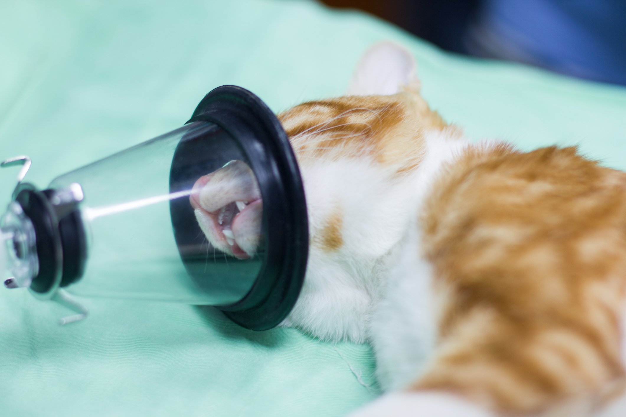 Cat under anesthesia