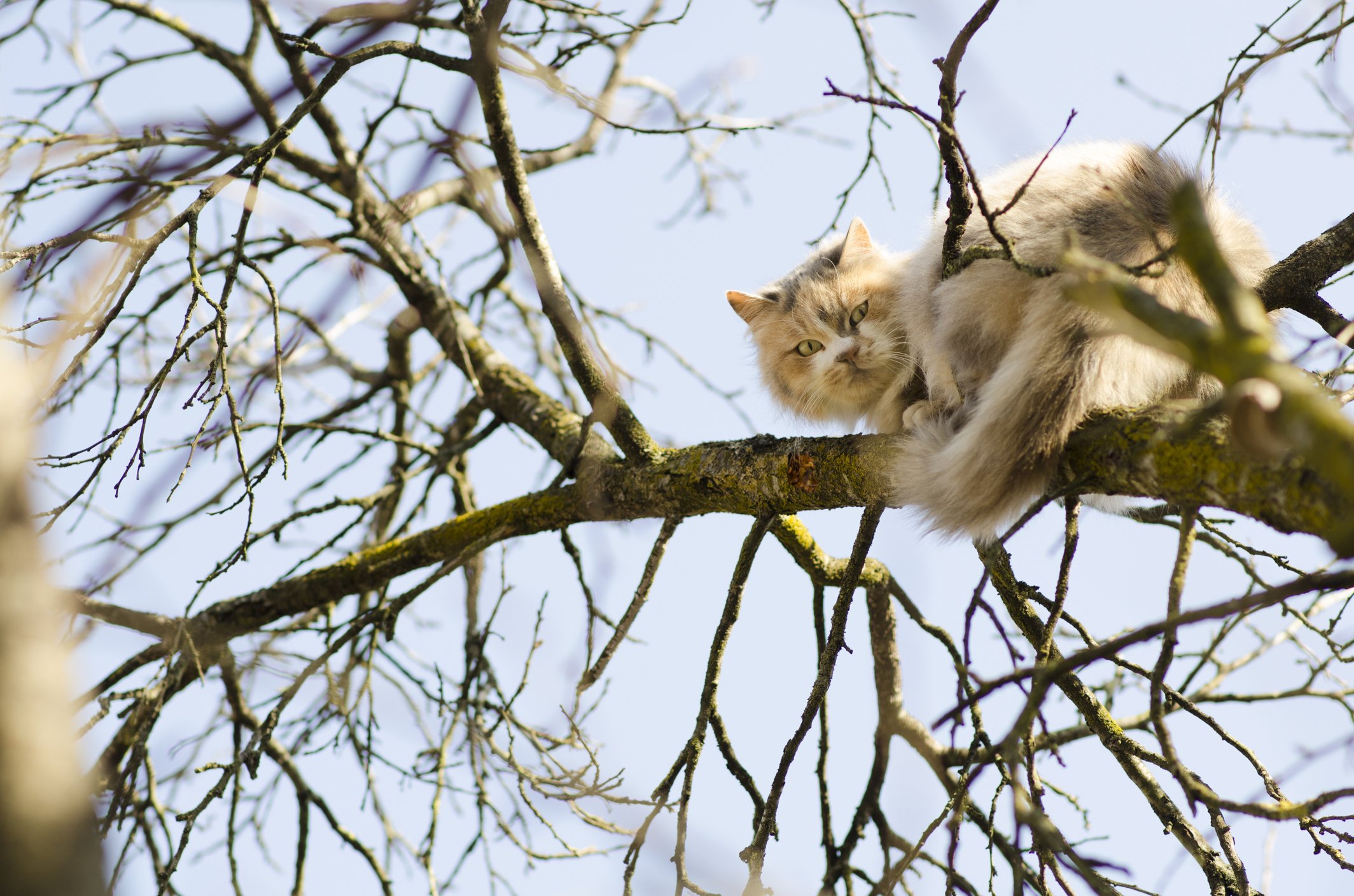 cat on top of tree