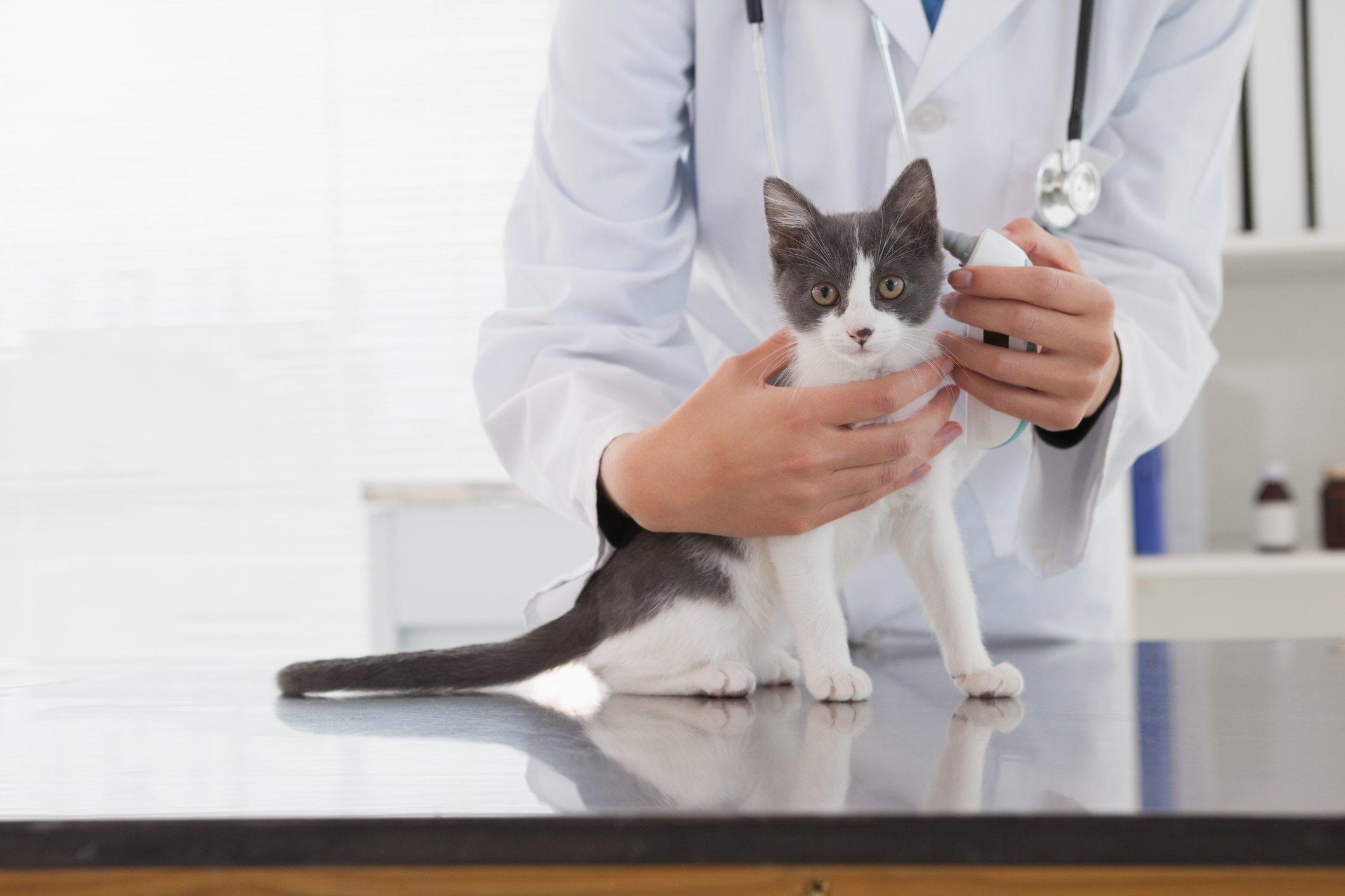 feline upper respiratory infections