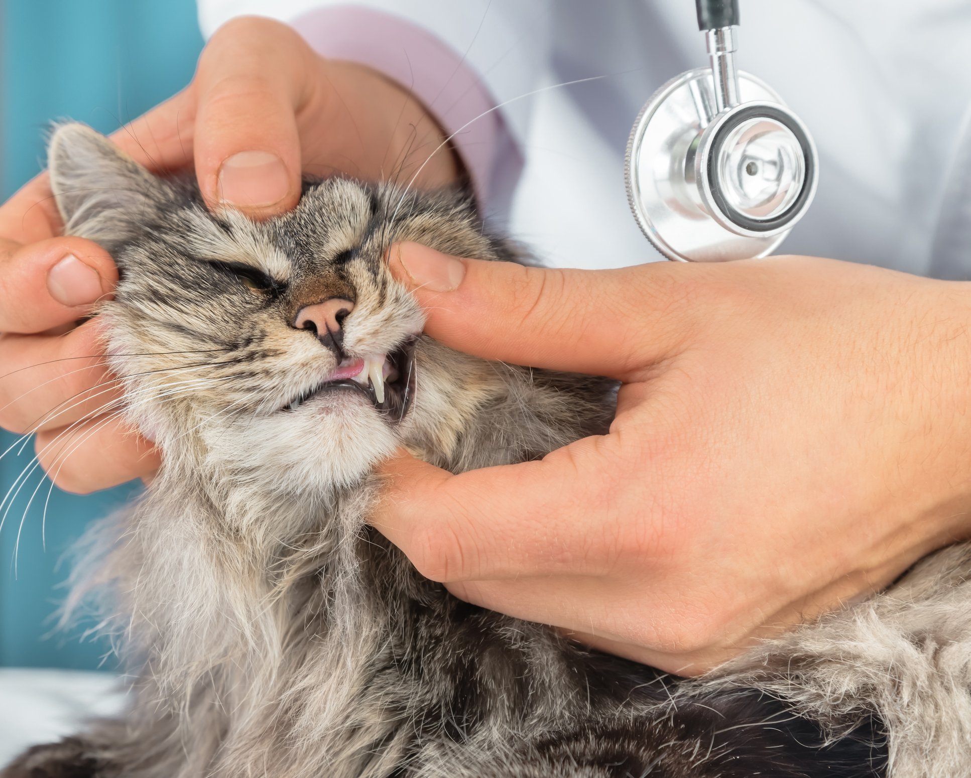 Examining and medicating a cat's eyes, Veterinary Teaching Hospital