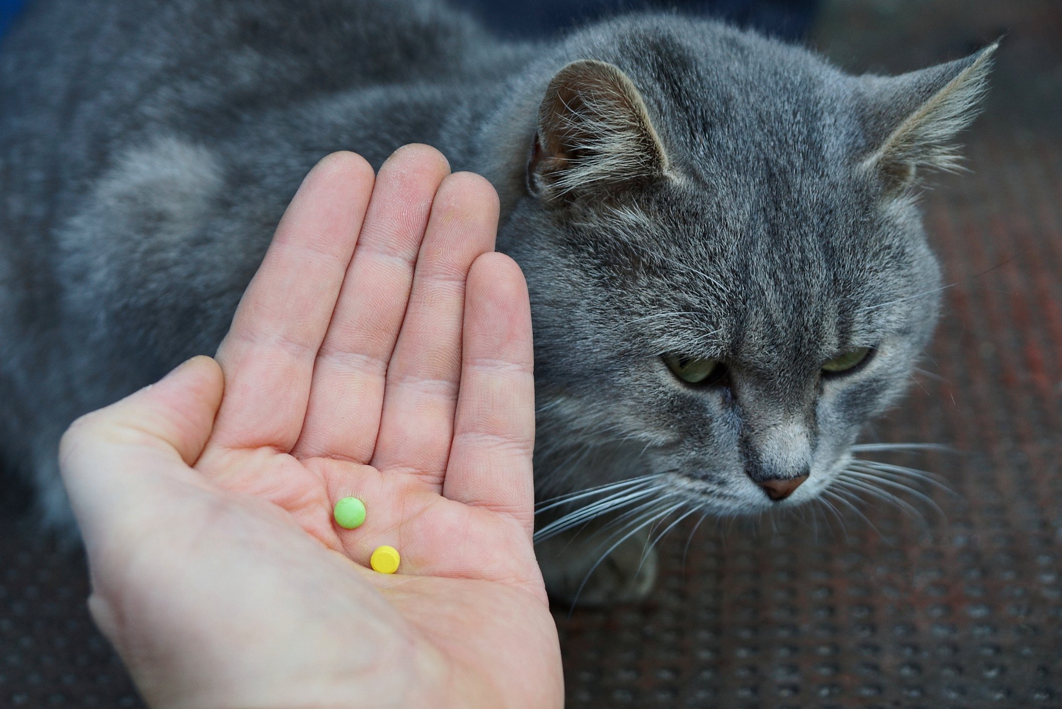 appetite stimulants for cats