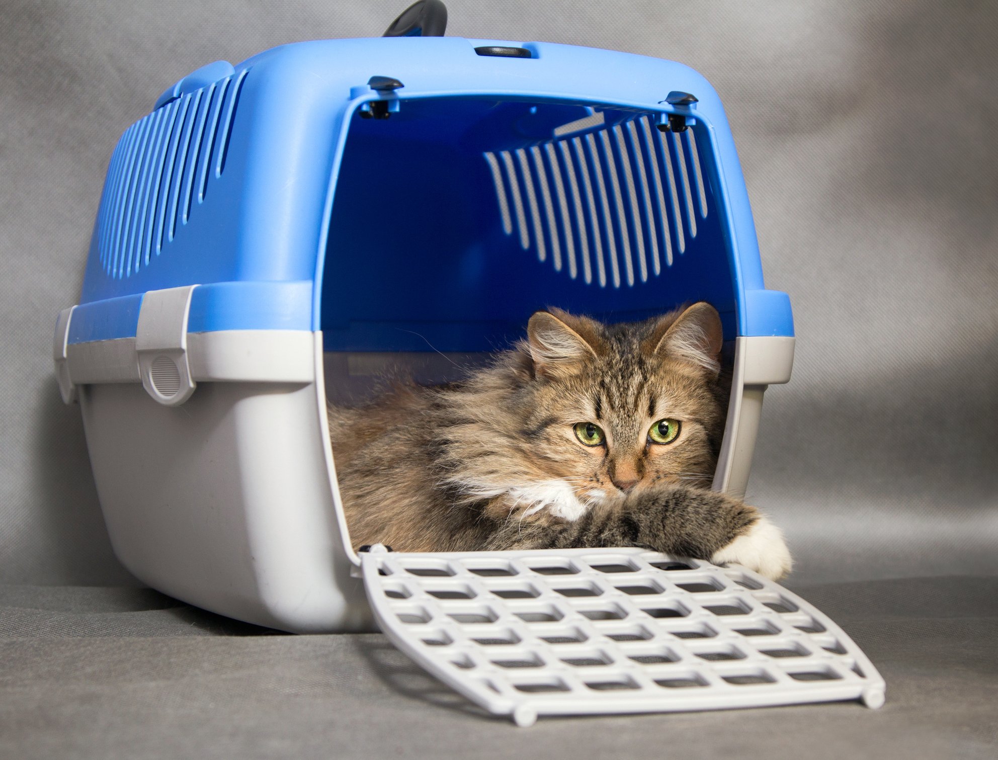 Choosing a shop cat carrier