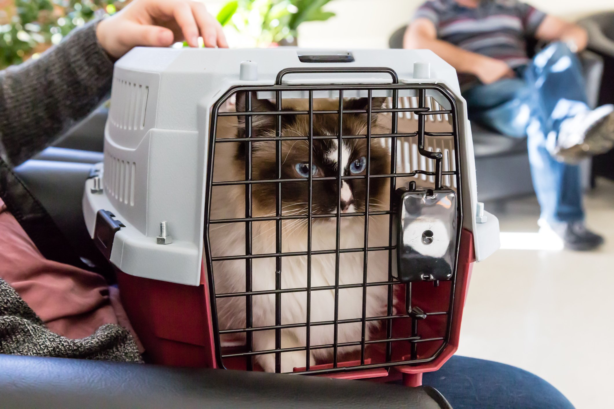 cat inside carrier