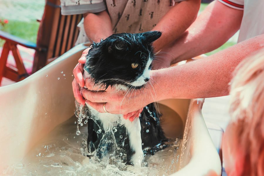 Dry bath for store cats