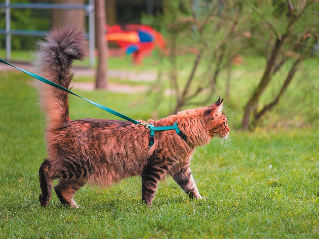 cat walking on leash