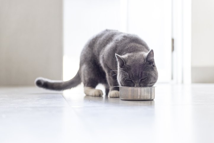 Cat eating out of bowl