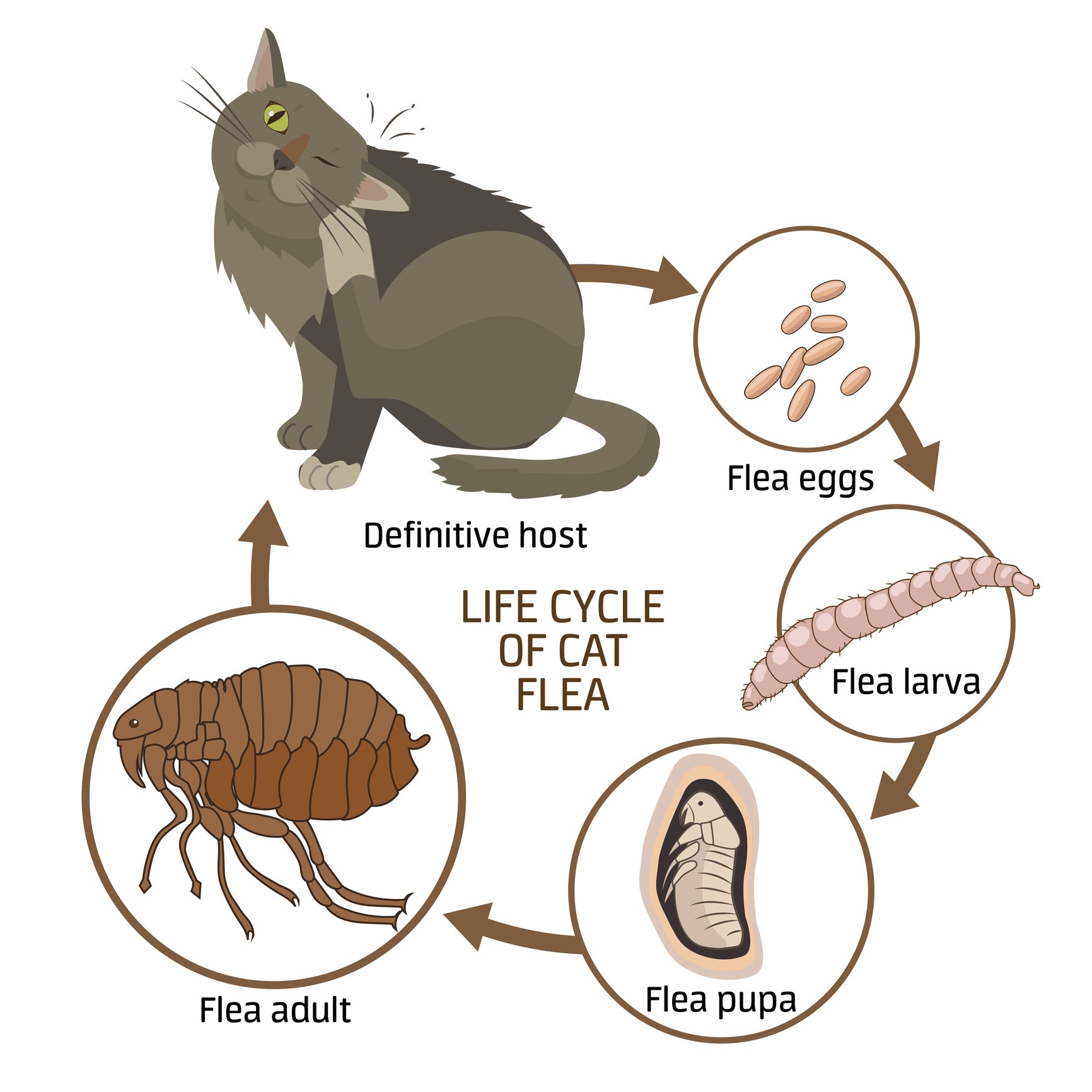 Getting Rid of Fleas Tufts Catnip