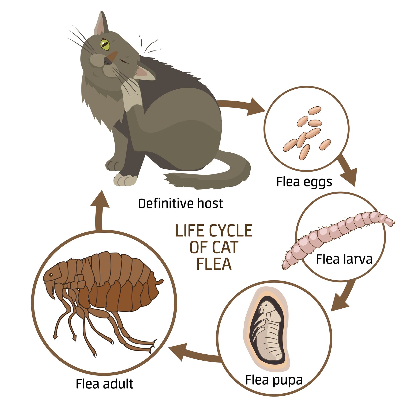 how do indoor cats catch fleas