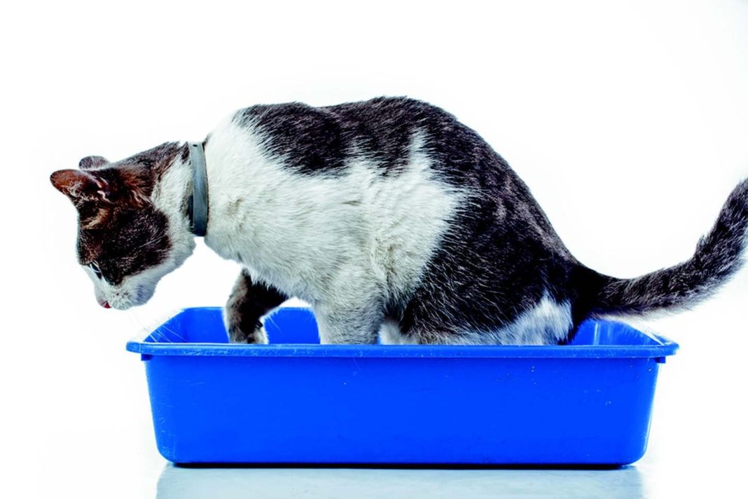 spray catnip on litter box