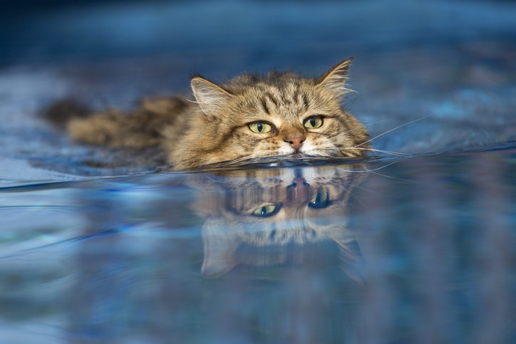 Water Cats: Some Cats Love to Swim and Play in Water - Tufts Catnip