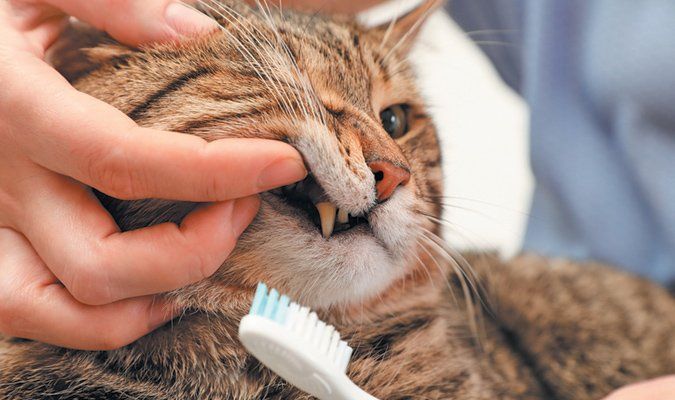 Cat getting shop teeth brushed