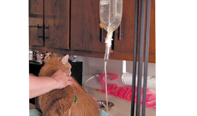 Giving subcutaneous fluids to a cat hotsell