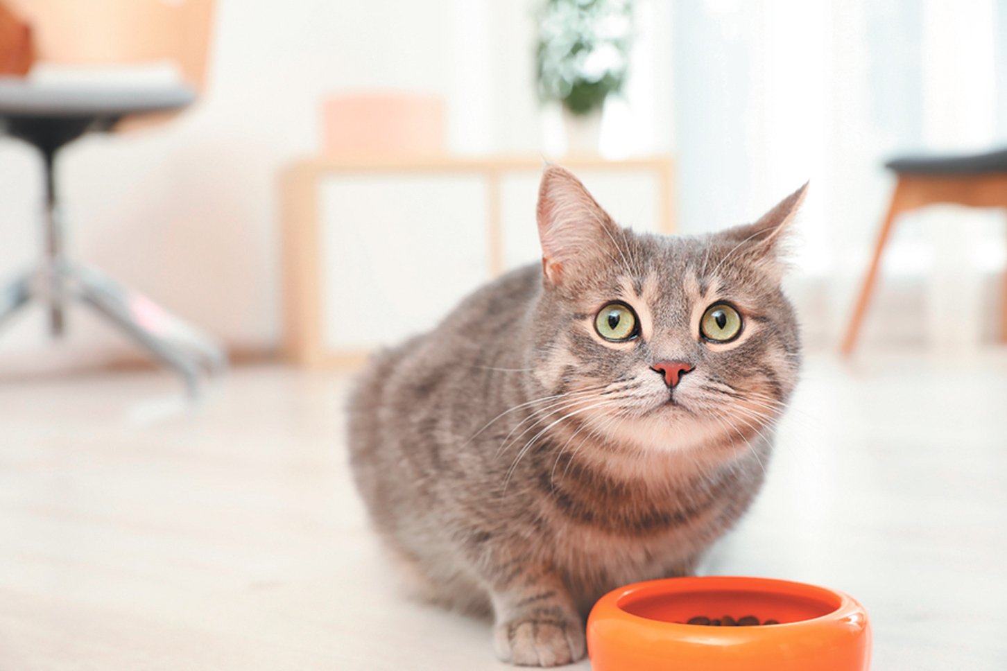 Overweight shop cat food