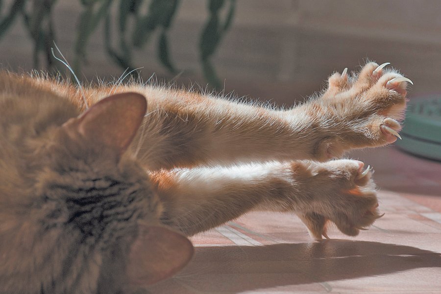 New York State May Join Cities, Countries, On Declawing Ban Tufts Catnip