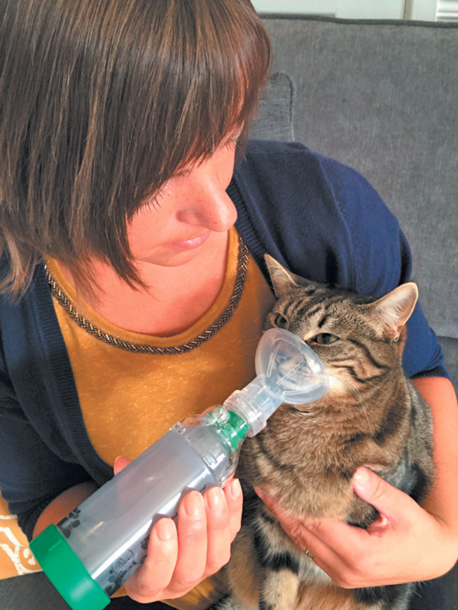 Feline 2025 asthma medication