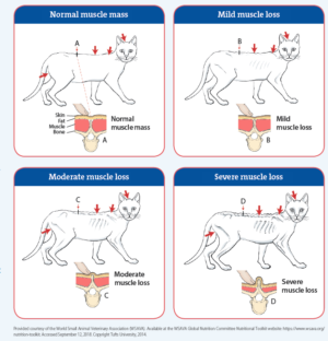 You Should Check Not Just Weight But Also Muscle Mass - Tufts Catnip