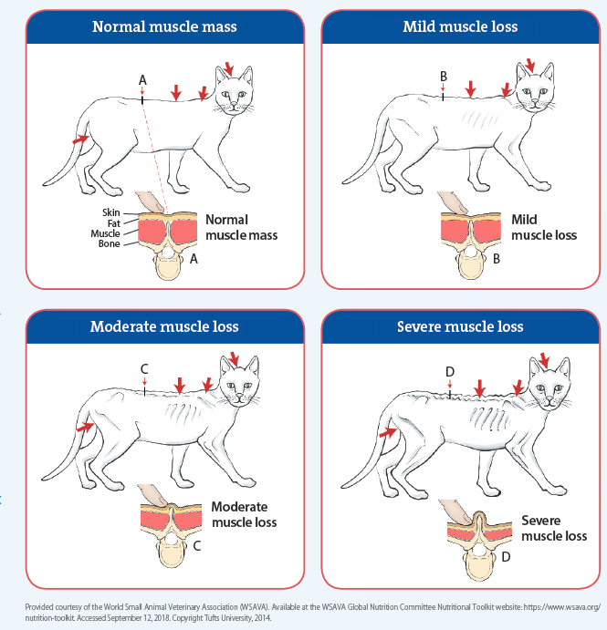 WSAVA Nutritional Assessment Guidelines The Veterinary Nurse | atelier ...