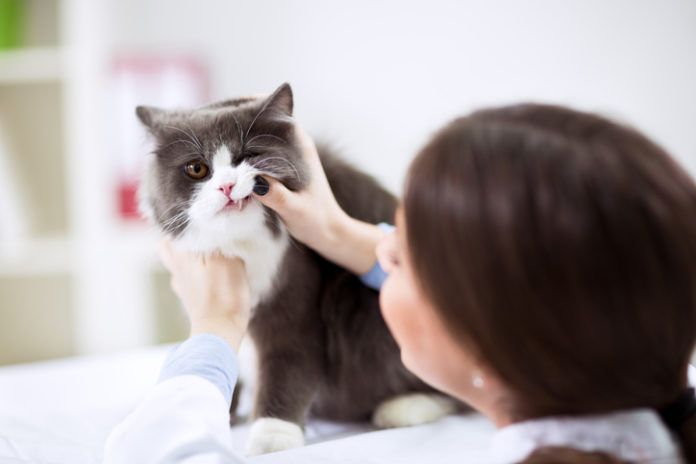 Veterinarian examining teeth of a cat while doing checkup