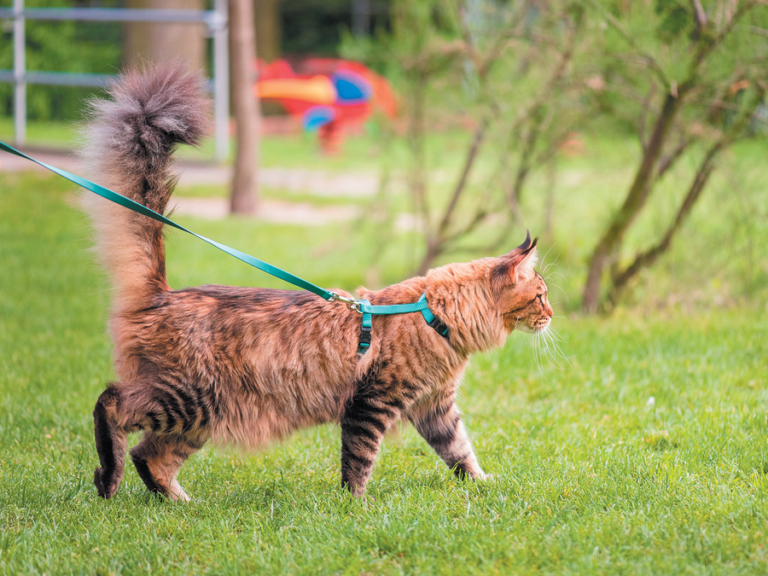 Step 1 - How to Pick the Right Harness — Catexplorer