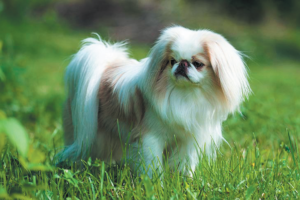 Japanese Chin