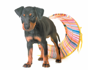 Manchester Terrier