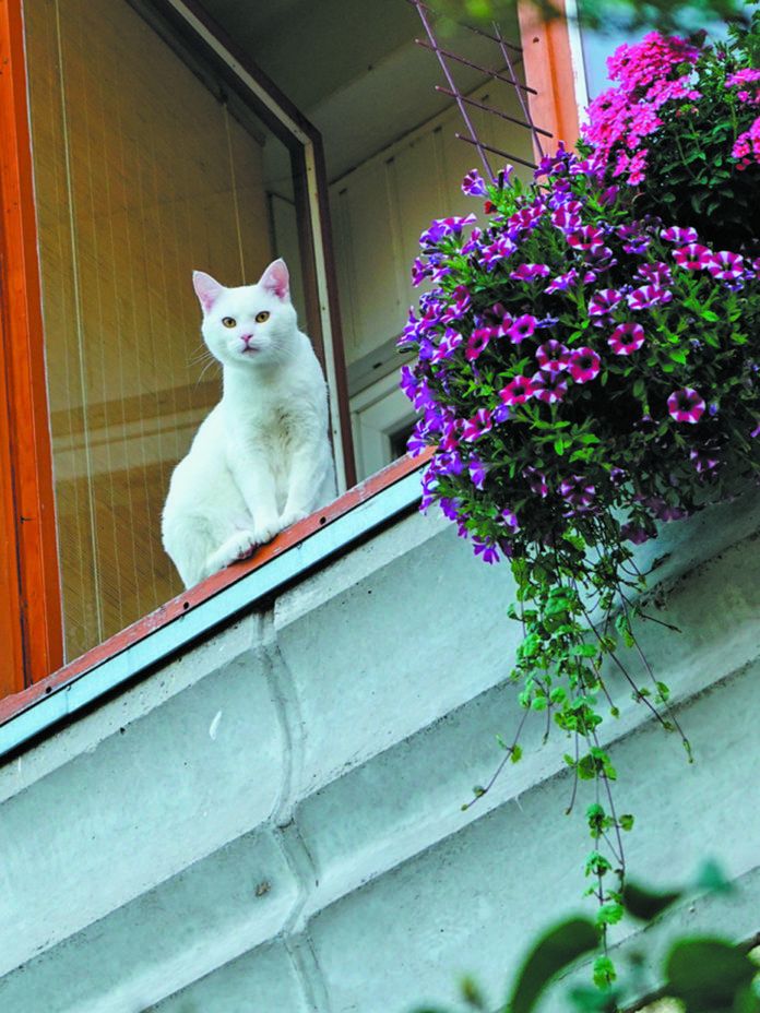 A White Cat Sits On The Balcony Of An Apartment Building And Loo