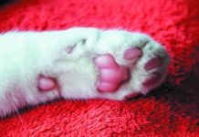 A White Cats Paw Lies On A Soft Red Blanket. You Can Clearly See