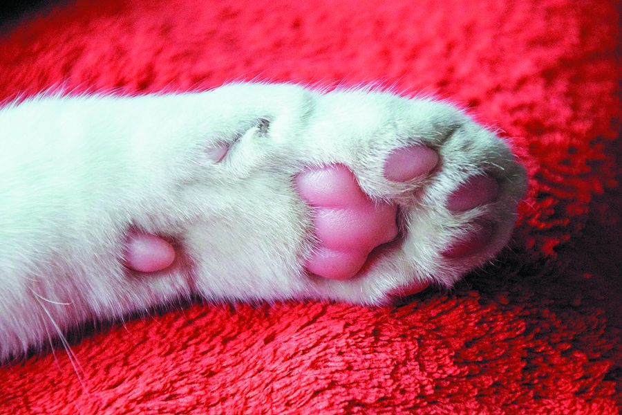 About That “Extra” Pad On Each Of Your Cat'S Front Paws - Tufts Catnip