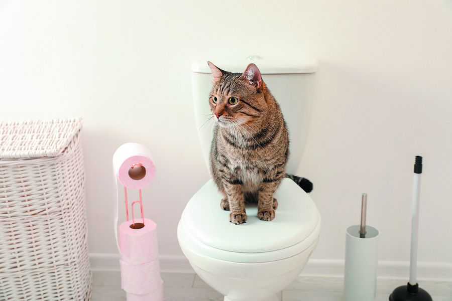 Can You Flush Cat Poo or Litter Down the Toilet?