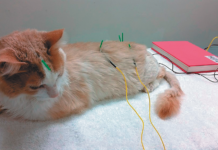 More and more pet health insurance companies are now covering acupuncture