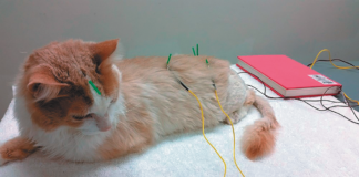 More and more pet health insurance companies are now covering acupuncture