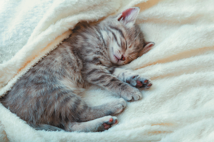It’s often more of a cat nap than a deep sleep.