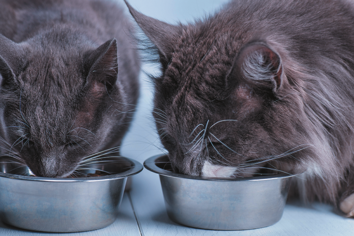 Two cats will eat together if they have to, but they most certainly would prefer to dine alone.