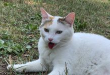 Cat white, with tongue out for warmth