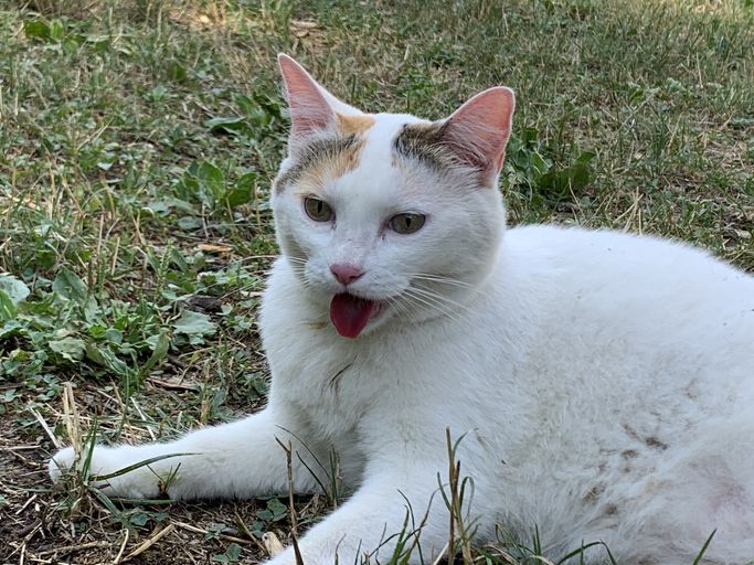 Cat white, with tongue out for warmth