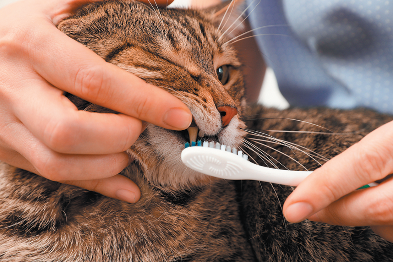Dental Care for the Older Cat Tufts Catnip