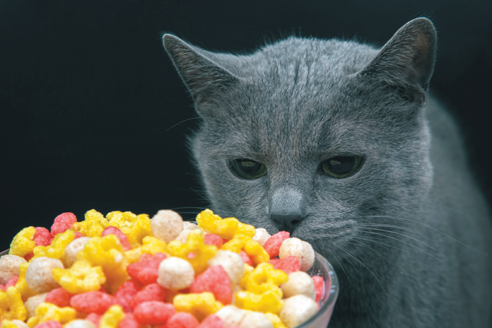 Many foods and treats that don’t seem high in sodium contain too much for a cat on a reduced-sodium regimen.