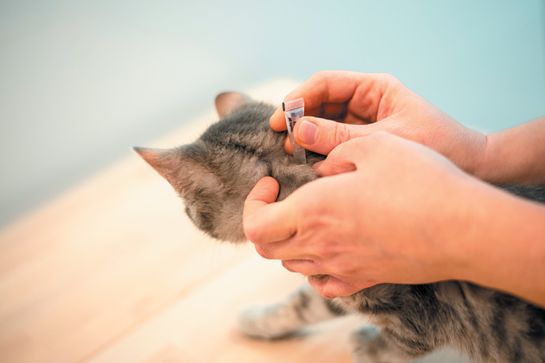 It’s the Dead of Winter. Do You Know Where Your Cat’s Flea and Tick