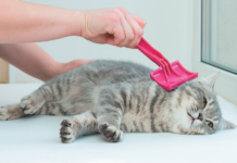 Brushing your cat’s coat regularly is more than a beauty regimen. It will keep her healthier.