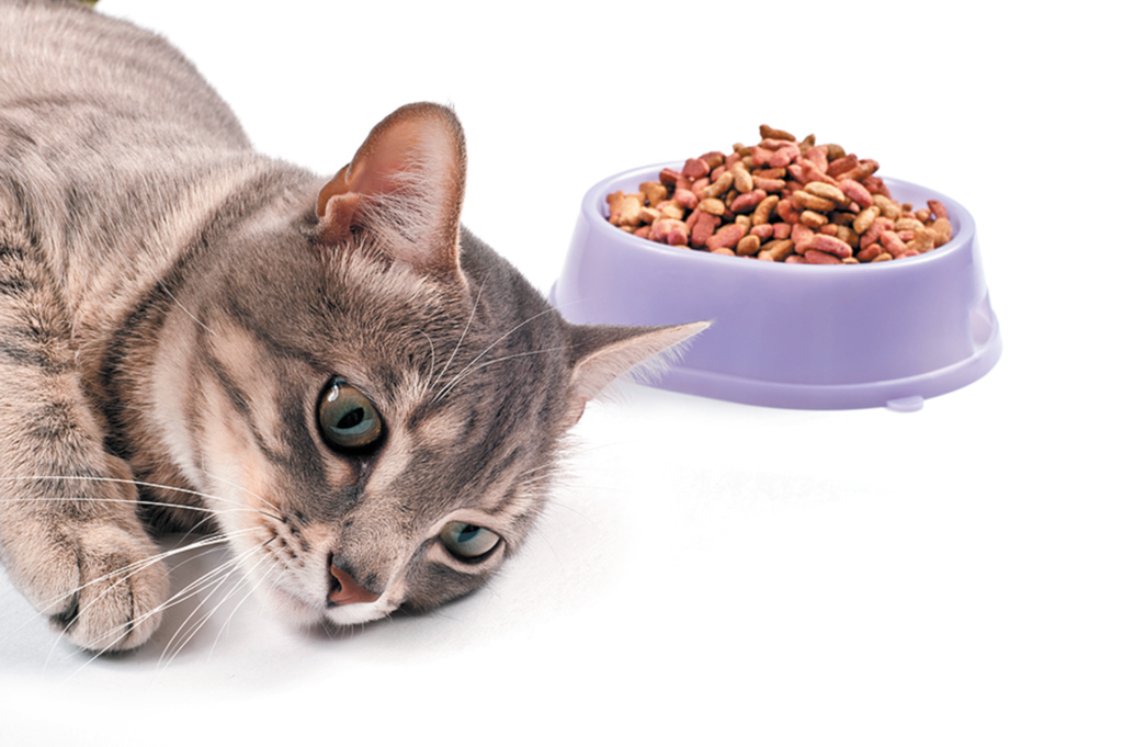 Cat not eating cat food best sale