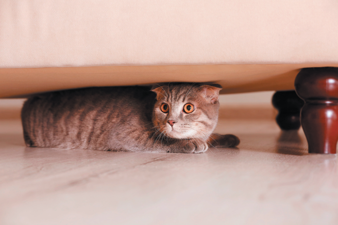 A cat who always keeps away from the action needs help feeling more comfortable in your home.