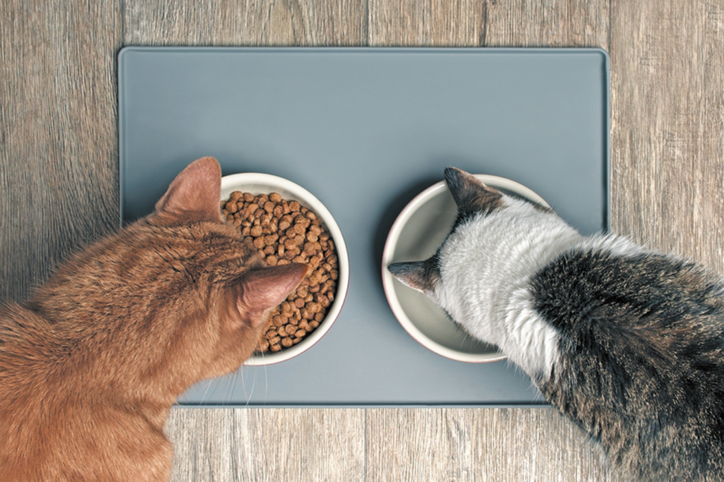 Cat Food Serving and Storage Quiz - Tufts Catnip