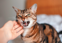 If your cat becomes angry in ways he didn’t when he was younger, he may be suffering from physiologic changes that need to be tended to.