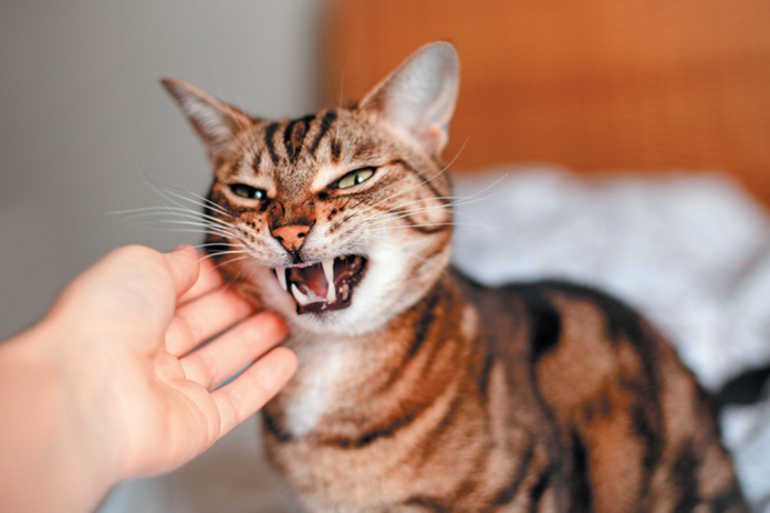If your cat becomes angry in ways he didn’t when he was younger, he may be suffering from physiologic changes that need to be tended to.