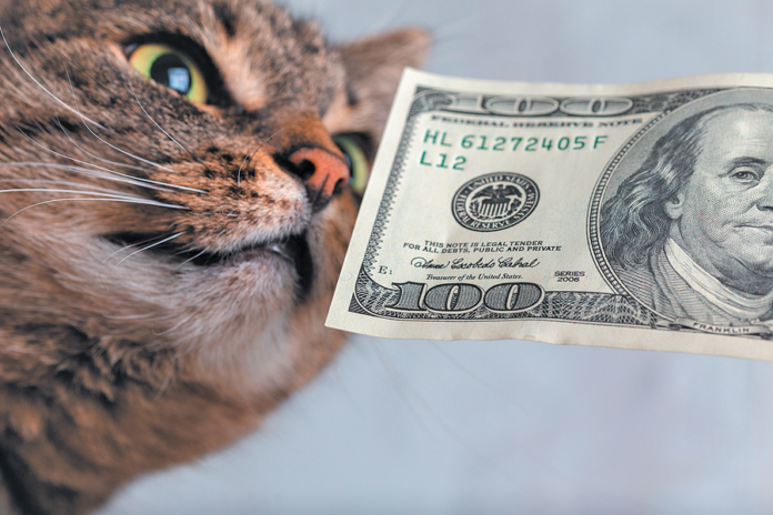 Without health insurance for your cat, expect to part with lots of $100 bills over the course of his lifetime.